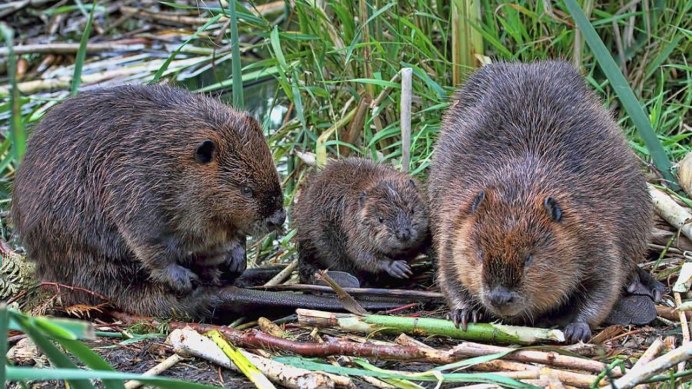 Бобр Речной обыкновенный