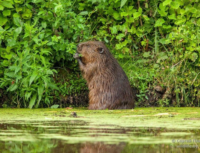 Западносибирский Речной Бобр эндемик