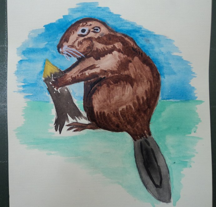 Бобр канадский Камчатка