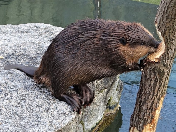 Речной Бобр