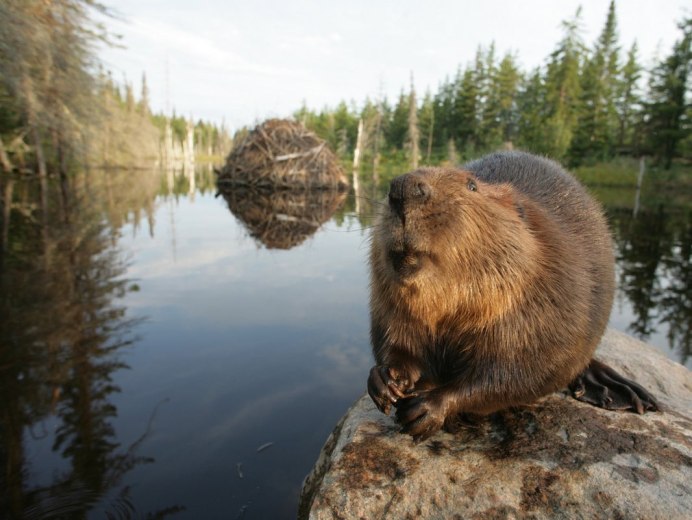 Бобр обыкновенный хатка