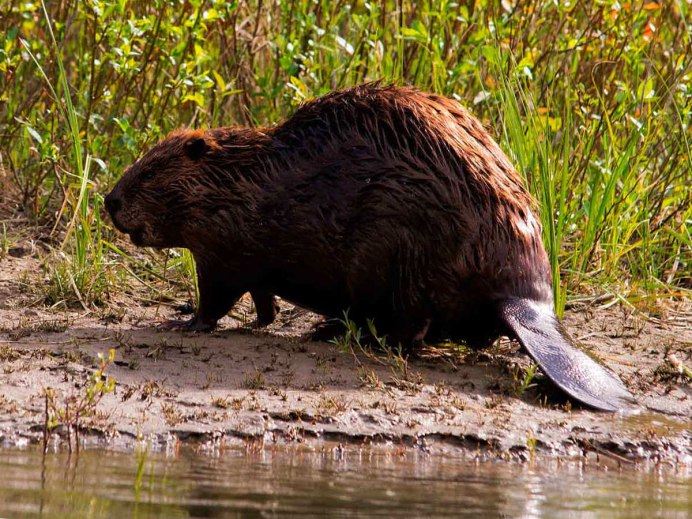 Западно Сибирский Речной Бобр
