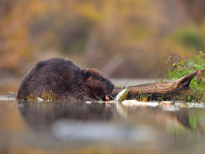 Алтайский бобер