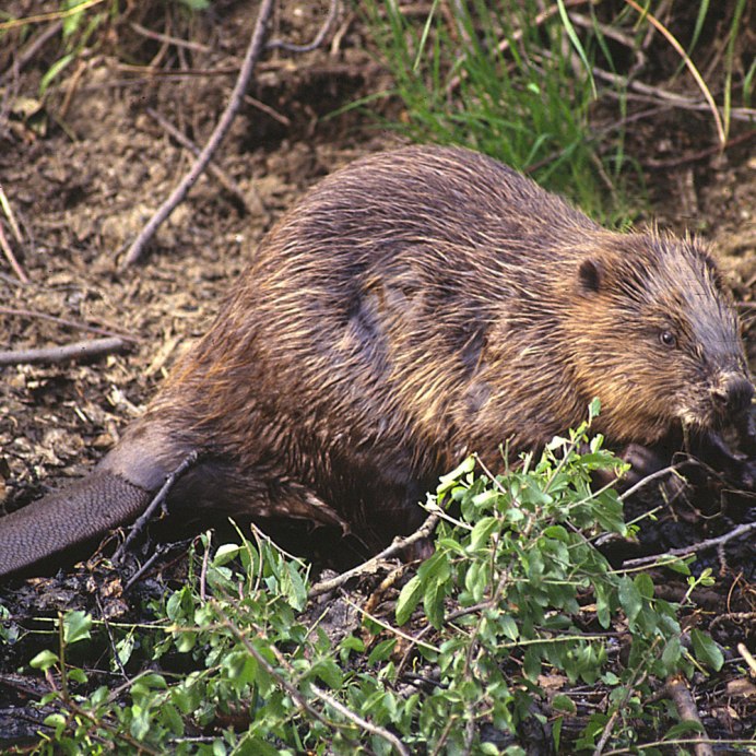 Западно Сибирский Речной Бобр фото