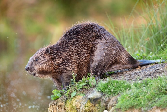 Бобр заповедник АЗАС
