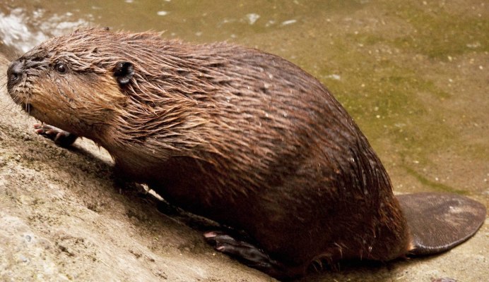 Речной Бобр