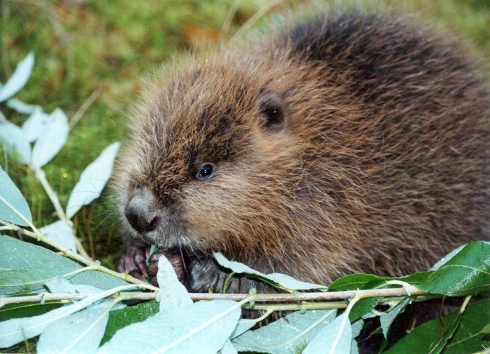 Западно Сибирский обыкновенный Бобр