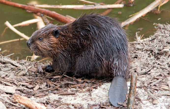 Ондатра Речной Бобр