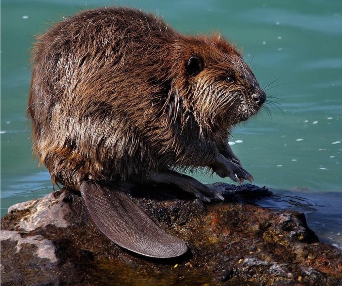 Ондатра Речной Бобр