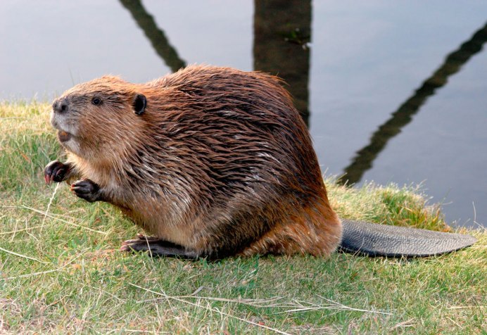 Бобр обыкновенный – Castor Fiber