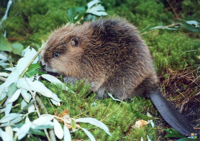 Речной Бобр (Западносибирский подвид)