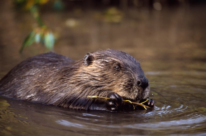 Западно Сибирский Речной Бобр