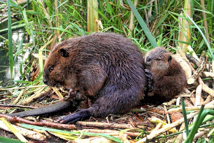 Западно Сибирский Речной Бобр