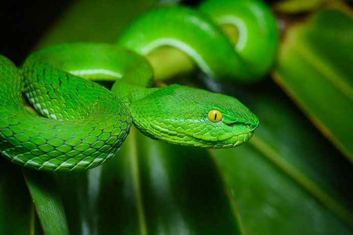 Trimeresurus albolabris