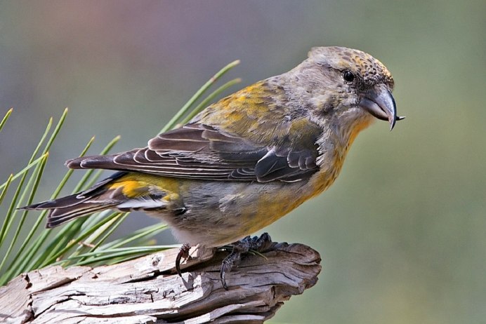 Щур - pinicola enucleator