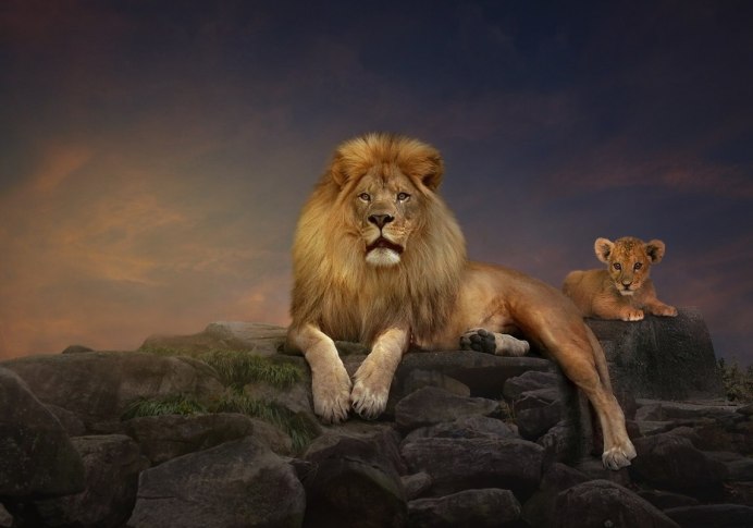 Tired Lion
