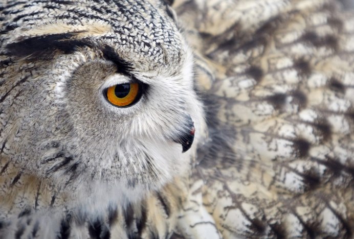 Хищные птицы Филин