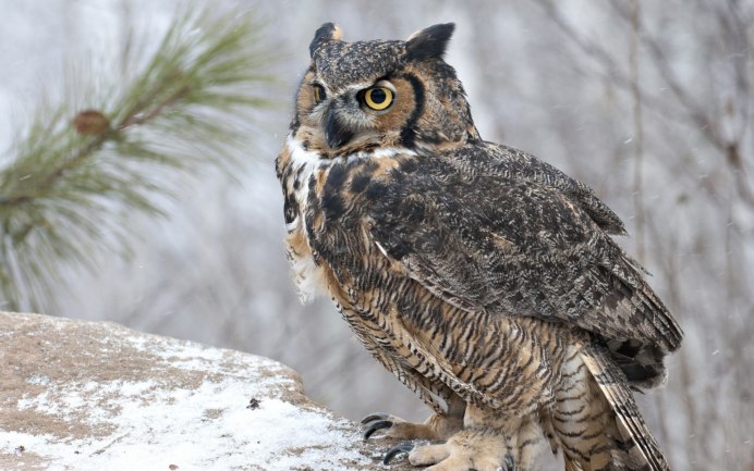 Филин Самарской области