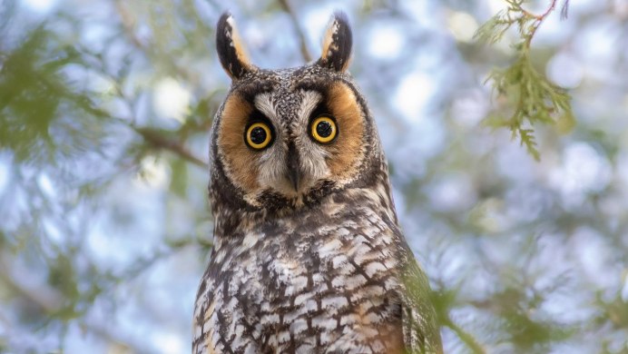 Непальский Филин