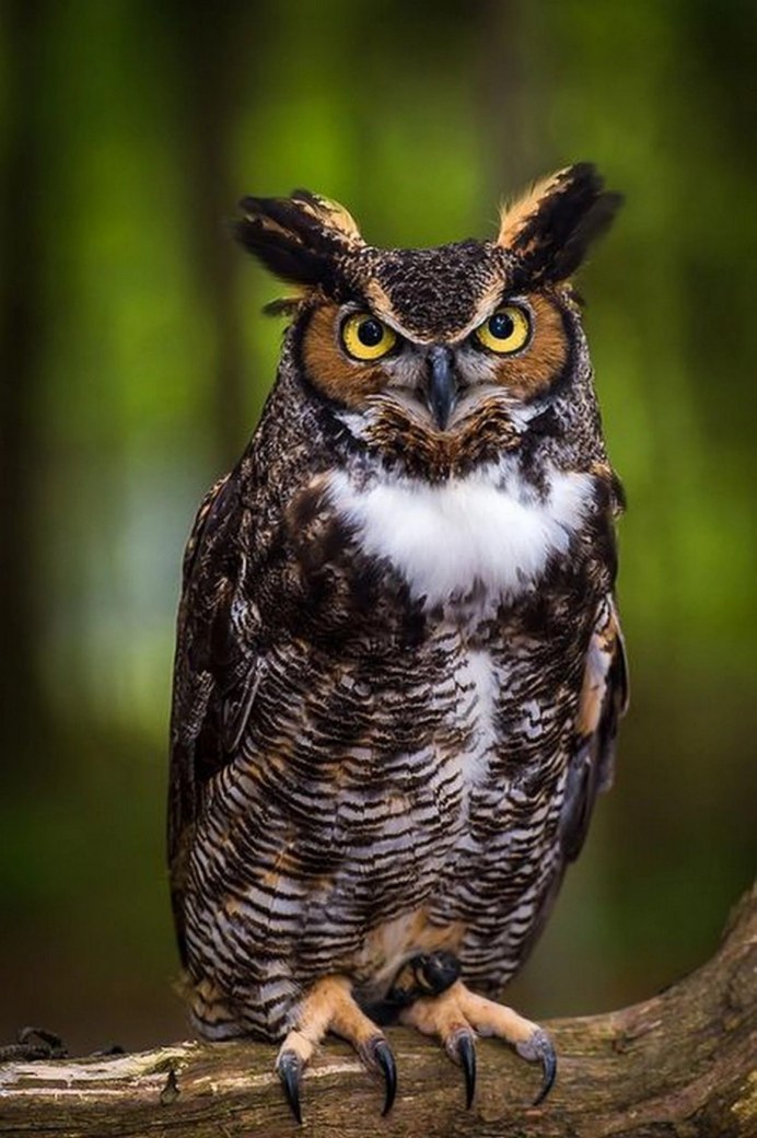 Ночные хищники птицы