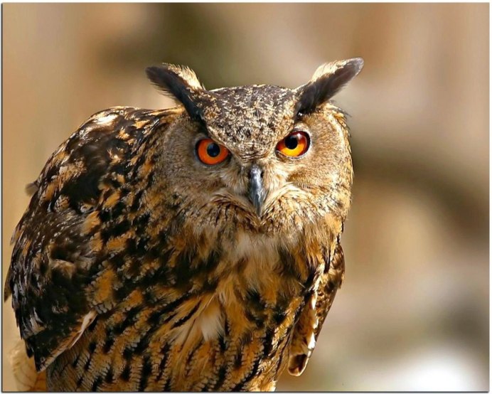 Совообразные Филин