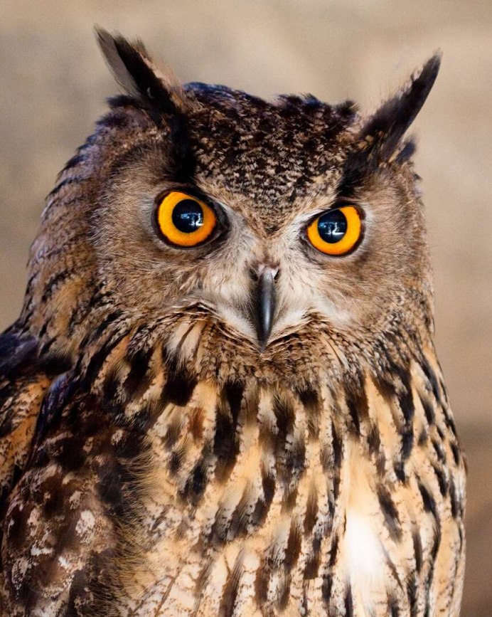 Филин Пугач