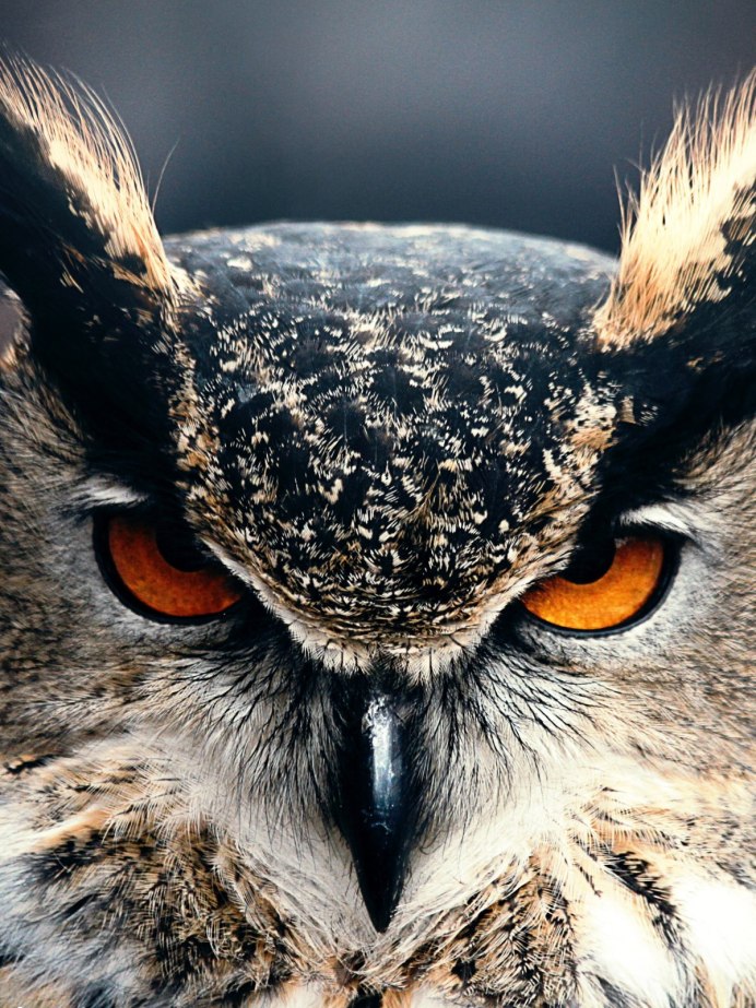 Европейский Филин (Bubo Bubo)