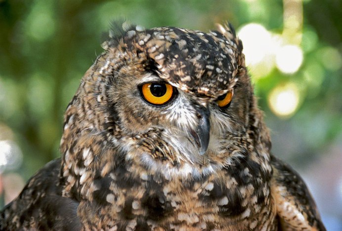 Филин птица