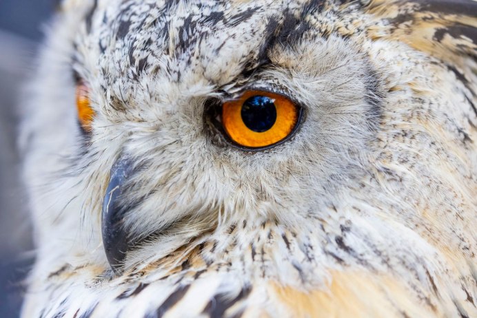 Взгляд Совы