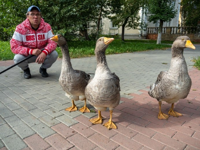 Гуси в городе Новосибирск