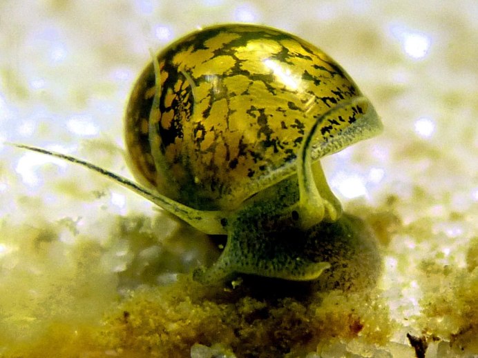 Физа пузырчатая Physa fontinalis