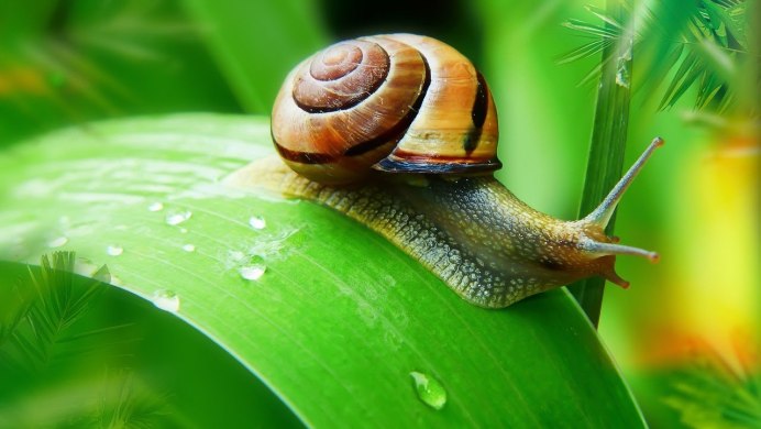 Роговая катушка – Planorbis corneus