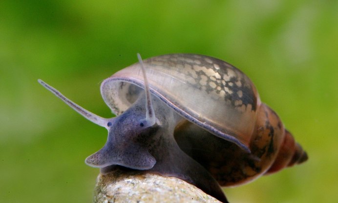 Роговая катушка – Planorbis corneus