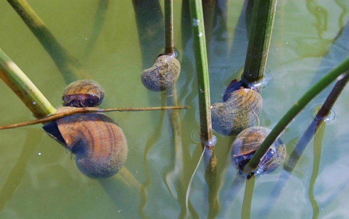 Обыкновенный прудовик (Lymnaea stagnalis)