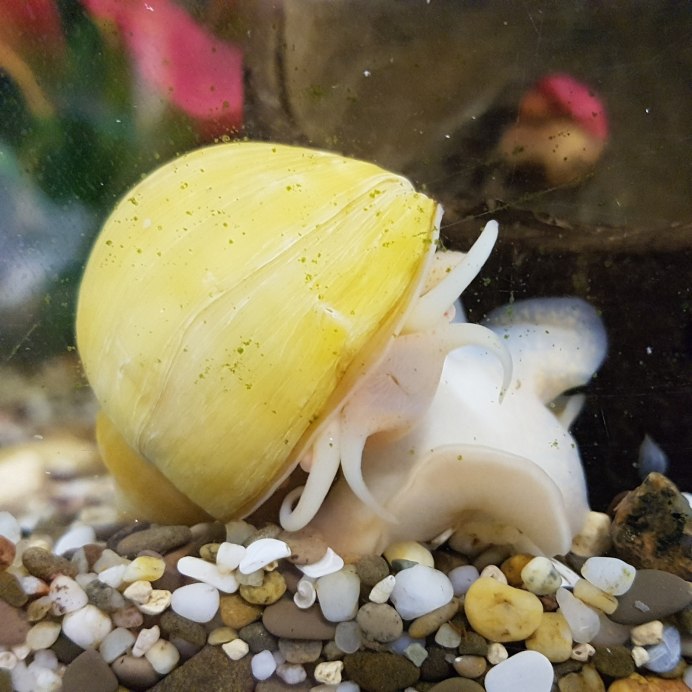 Epheria vincta