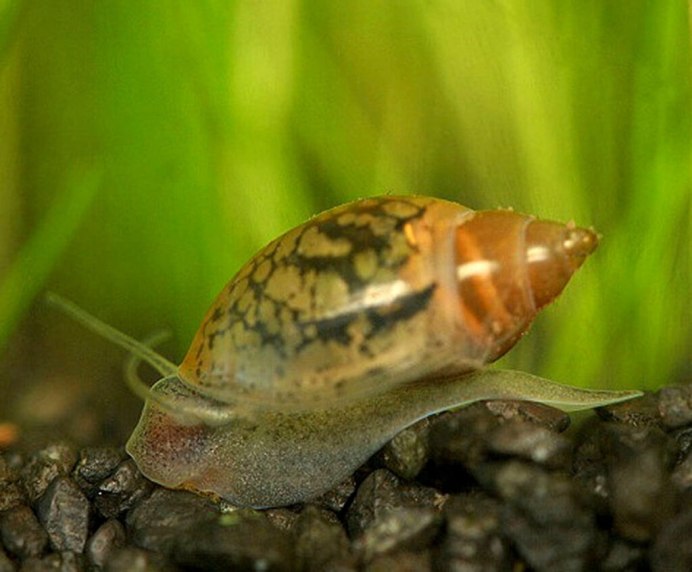 Физа пузырчатая Physa fontinalis