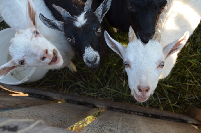 Goat Eyes man