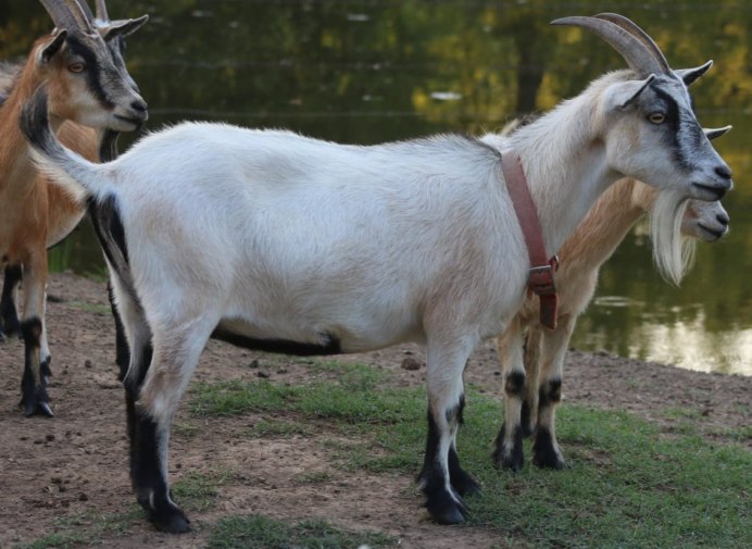 Goat Smail