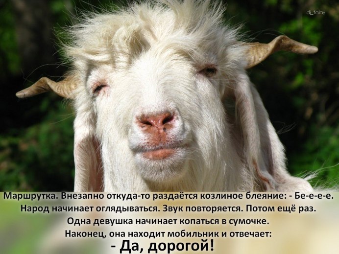 Коза улыбается