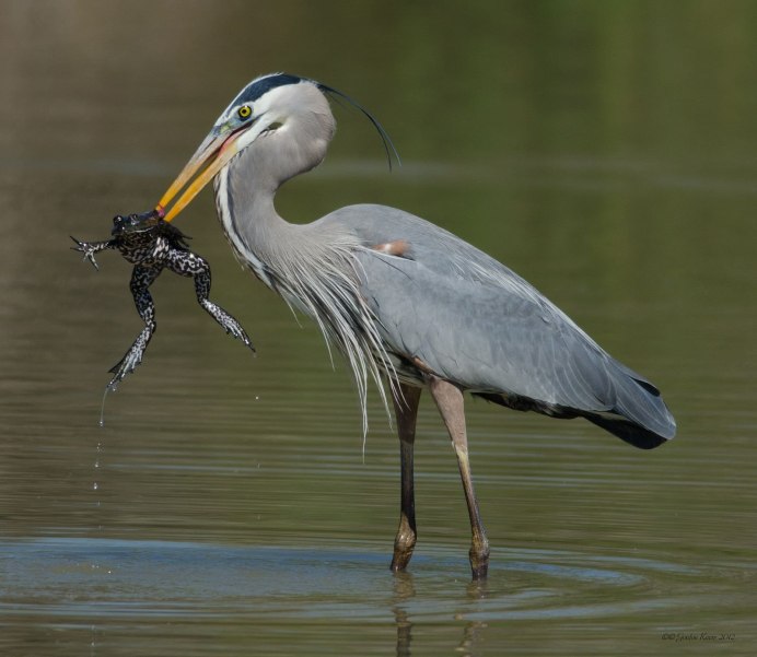 Great Blue Heron Ardea herodias