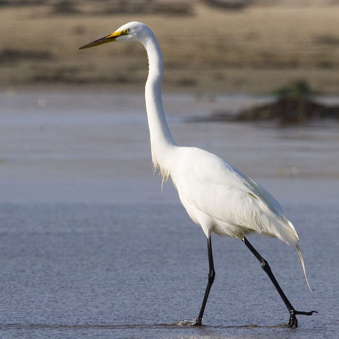 Большая белая цапля Egretta Alba