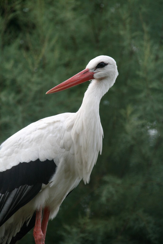 Ciconia Ciconia