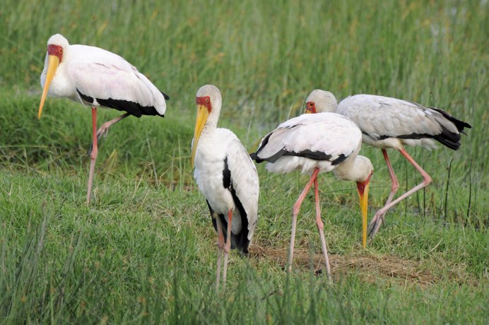 Африка́нский клюва́ч (Mycteria ibis),