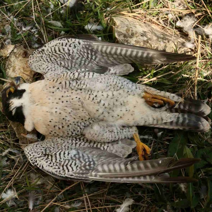 Falco peregrinus птенец