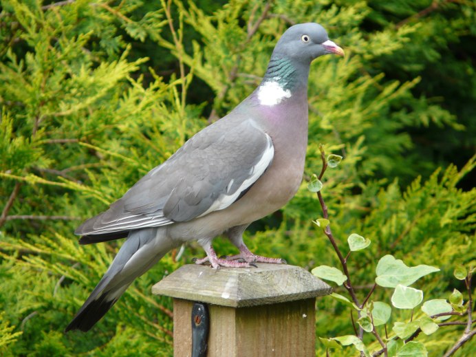 Обыкновенная Горлица (Streptopelia Turtur)