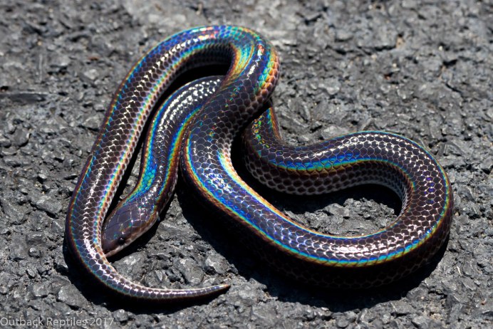 Лучистая змея Xenopeltis Unicolor