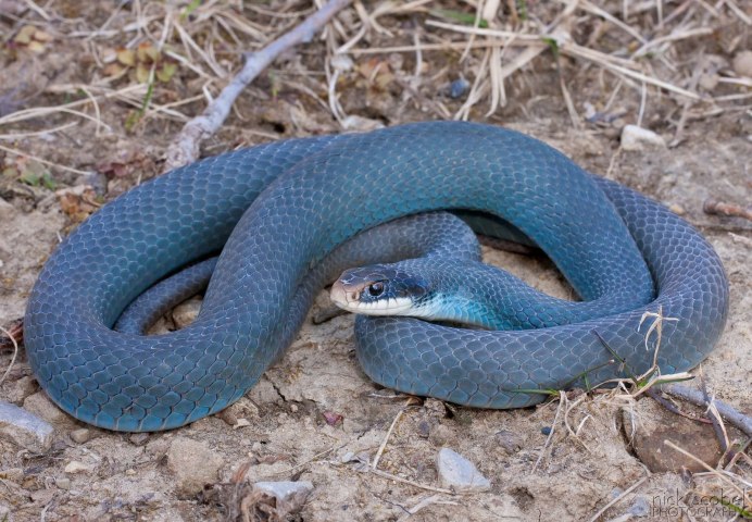 Coluber Constrictor