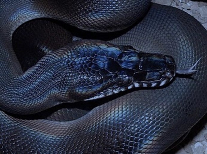 Белогубый питон (Bothrochilus albertisii)