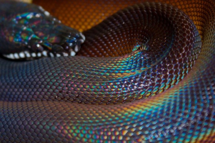 Лучистая змея Xenopeltis Unicolor