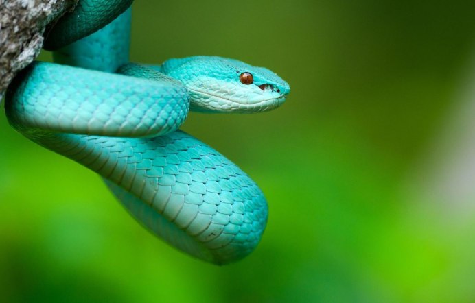 Голубая комодская куфия (Trimeresurus insularis